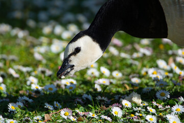 White-faced barnacle, eating in a field full of daisies