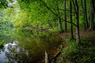 lake in summer with greenery