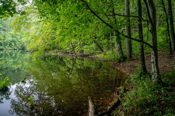 lake in summer with greenery