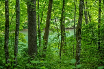 Fototapeta premium lake in summer with greenery