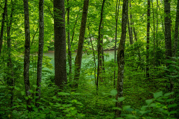 lake in summer with greenery