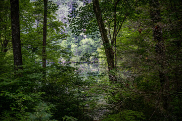 lake in summer with greenery