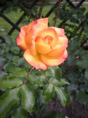 orange rose © Joanna