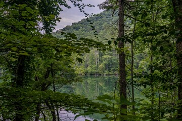 lake in summer with greenery
