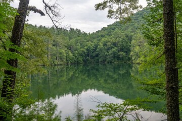 Fototapeta premium lake in summer with greenery