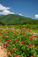 flower farm mountain