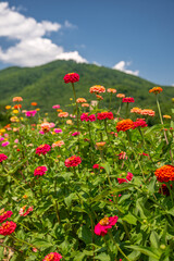 flower farm mountain