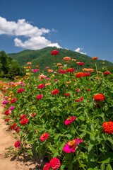 flower farm mountain