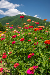flower farm mountain