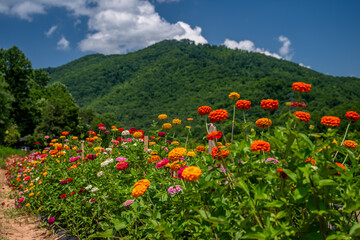 flower farm mountain