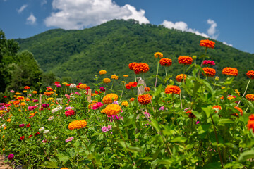 flower farm mountain