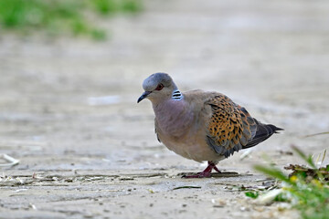 Turteltaube // European turtle dove (Streptopelia turtur)