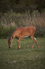 doe