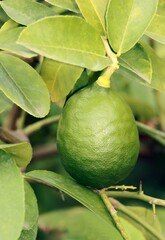 Fototapeta premium citrus fruit tree with white flowers and growing lemon fruits