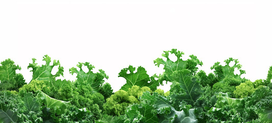 Obraz premium Seamless Horizontal kale isolated on White background - Vegetable boarder Background 