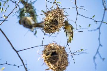 The Little Weaver (Ploceus luteolus) in Ethiopia builds intricate nests in trees, displaying vibrant yellow plumage while thriving in its natural habitat.