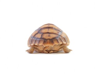 Obraz premium The sulkata newborn turtle isolated on white background.