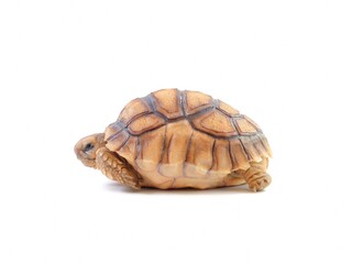 Obraz premium The sulkata newborn turtle isolated on white background.