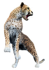 3D Rendering Big Cat Cheetah on White