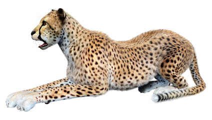 3D Rendering Big Cat Cheetah on White