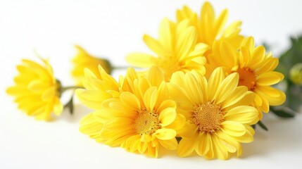 Fototapeta premium Bright yellow chrysanthemum flowers on a plain white background, great for elegant floral designs