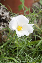 Obraz premium Beautiful Moss Rose flower.