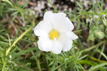 Beautiful Moss Rose flower.