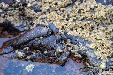 close up of limpets aquatic snails attached to the rocks 