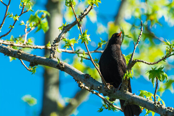 Black bird in the tree