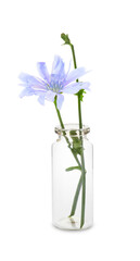 Beautiful chicory flower in glass bottle isolated on white