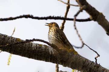 Song thrush singing in a tree