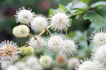 Beautiful Common buttonbush (Cephalanthus naucleoides) flowers.
