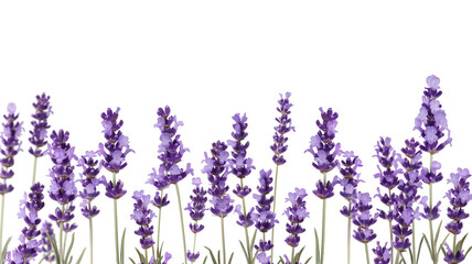 Naklejka premium flores en fondo blanco 