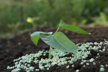 Green plant and fertilizer on soil outdoors