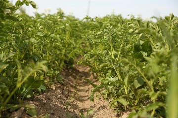 Potato plants with green leaves growing in field
