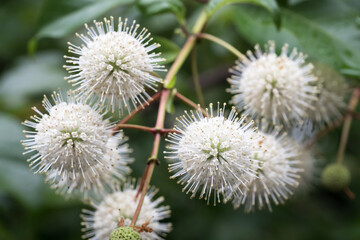 Beautiful Common buttonbush (Cephalanthus naucleoides) flowers.