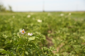 Blooming potato plant with green leaves growing in field, closeup