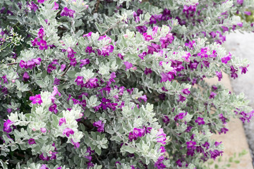 Beautiful Texas Sage (leucophyllum frutescens) flowers.