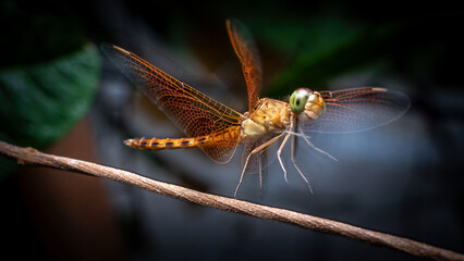 Brachythemis contaminata, is a species of dragonfly in the family Libelluidae.