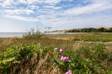 flowers in the field