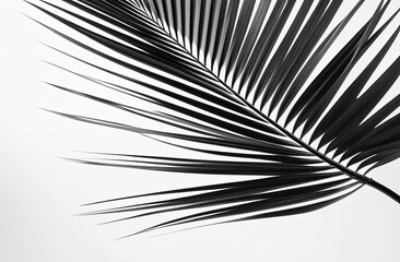 Obraz premium black palm leaf on white background