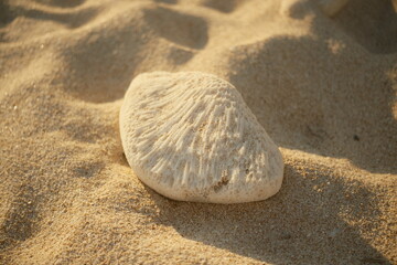 A piece of bleached coral washed ashore on a sandy beach