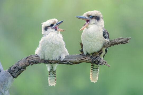 Two Kookaburras (Dacelo novaeguineae) perched side by side on a branch singing to each other, Australia