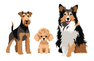 Dogs. Airedale terrier, poodle and collie. Cute pets set. Vector isolated illustration