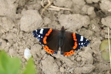 Vulcain