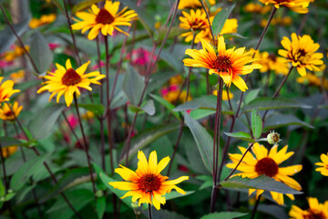 Summer garden flowers wallpaper Heliopsis helianthoides is a species of flowering plant in the family Asteraceae, known by the common names smooth oxeye and false sunflower