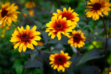 Summer garden flowers wallpaper Heliopsis helianthoides is a species of flowering plant in the family Asteraceae, known by the common names smooth oxeye and false sunflower