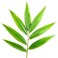 bamboo leaf isolated on white background.