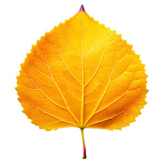 aspen leaf isolated on white background.