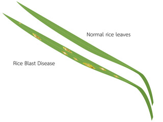 Rice Blast Disease that is spreading